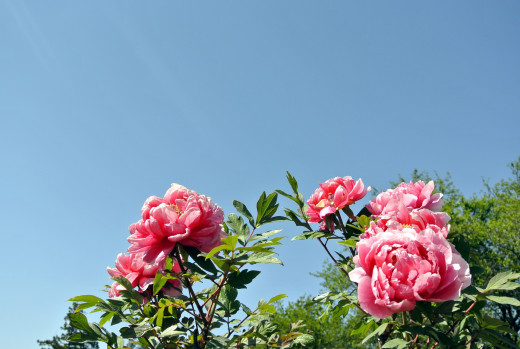 923892 (a): :1920x1285
